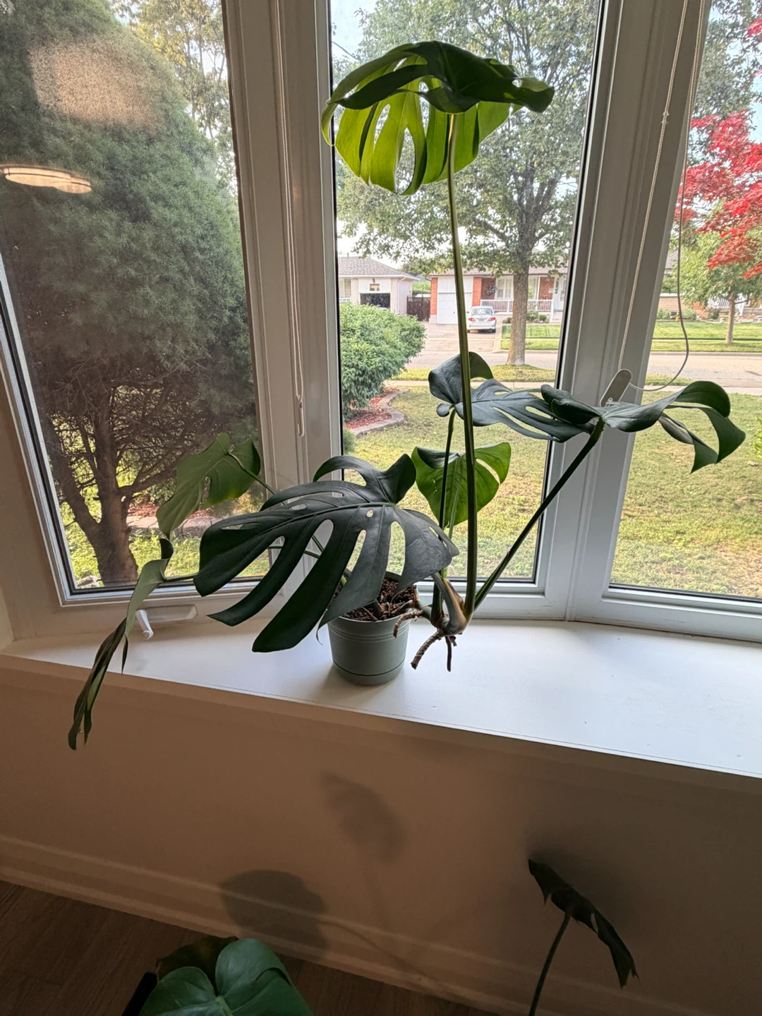 Beautiful Houseplants - photo 3