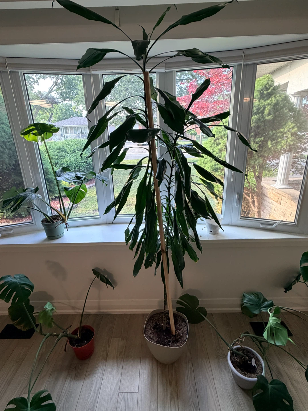 Beautiful Houseplants - photo 4
