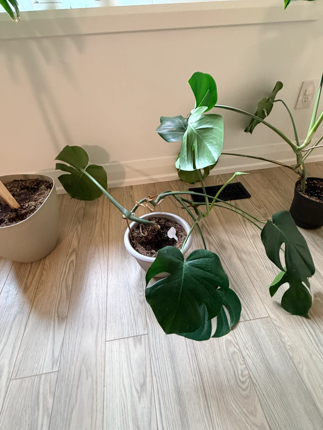 Beautiful Houseplants - photo 5