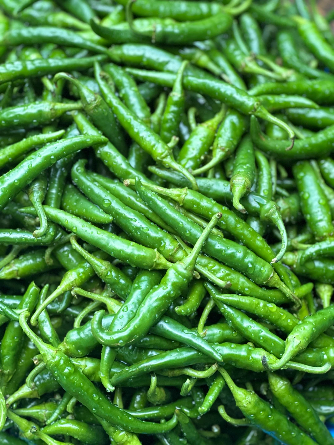 Fresh Green Chili Peppers - photo 3