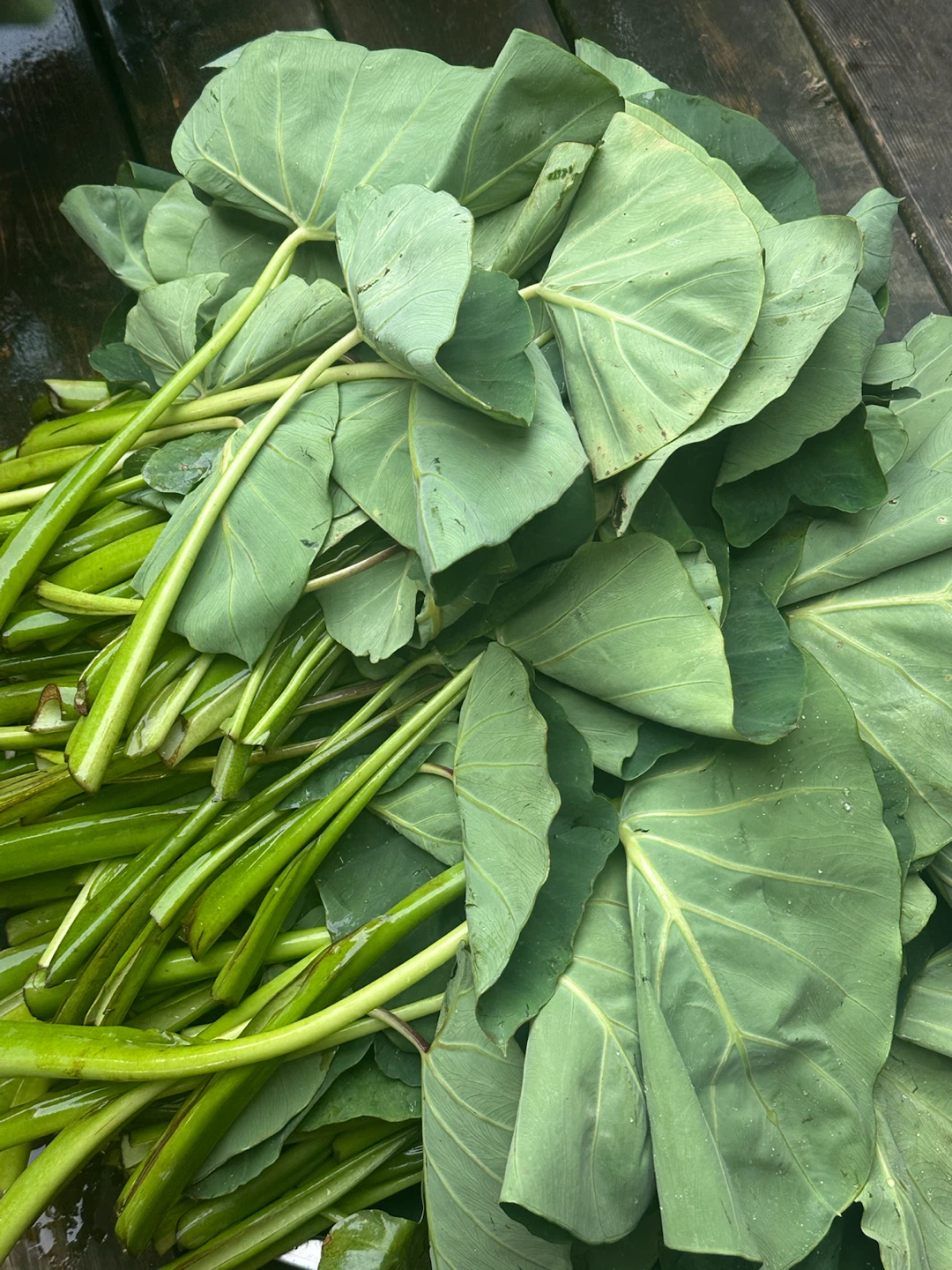 Fresh Taro Leaves and Stems