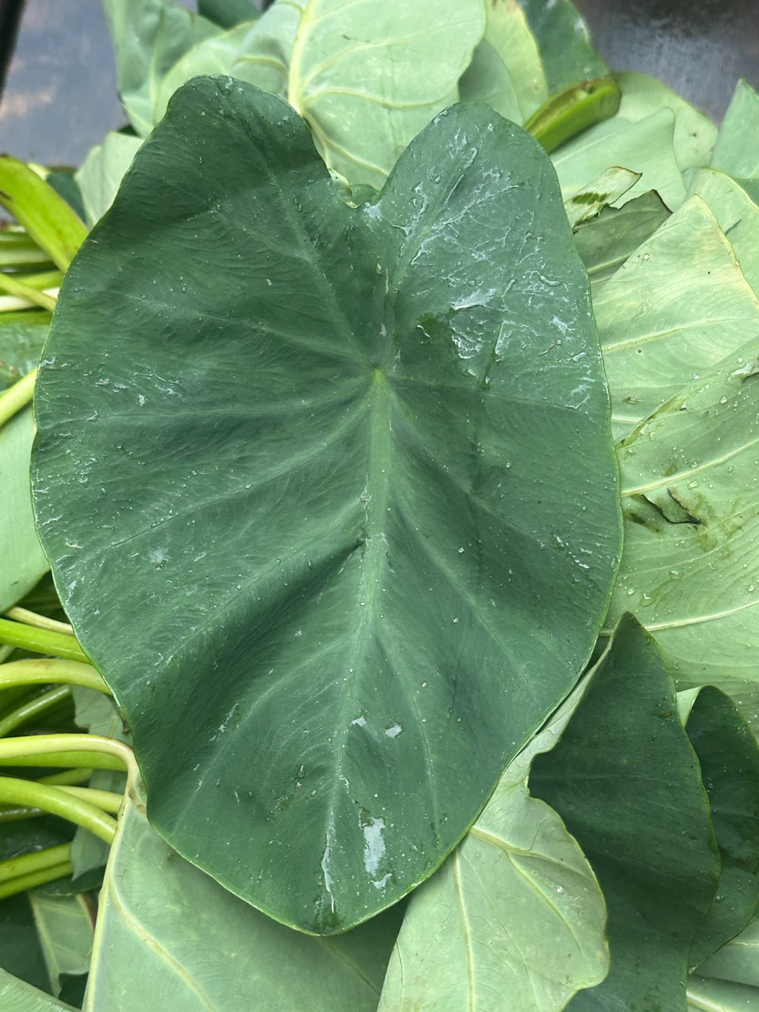 Fresh Taro Leaves and Stems - photo 2