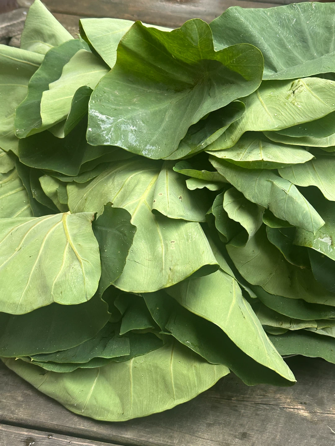 Fresh Taro Leaves and Stems - photo 3