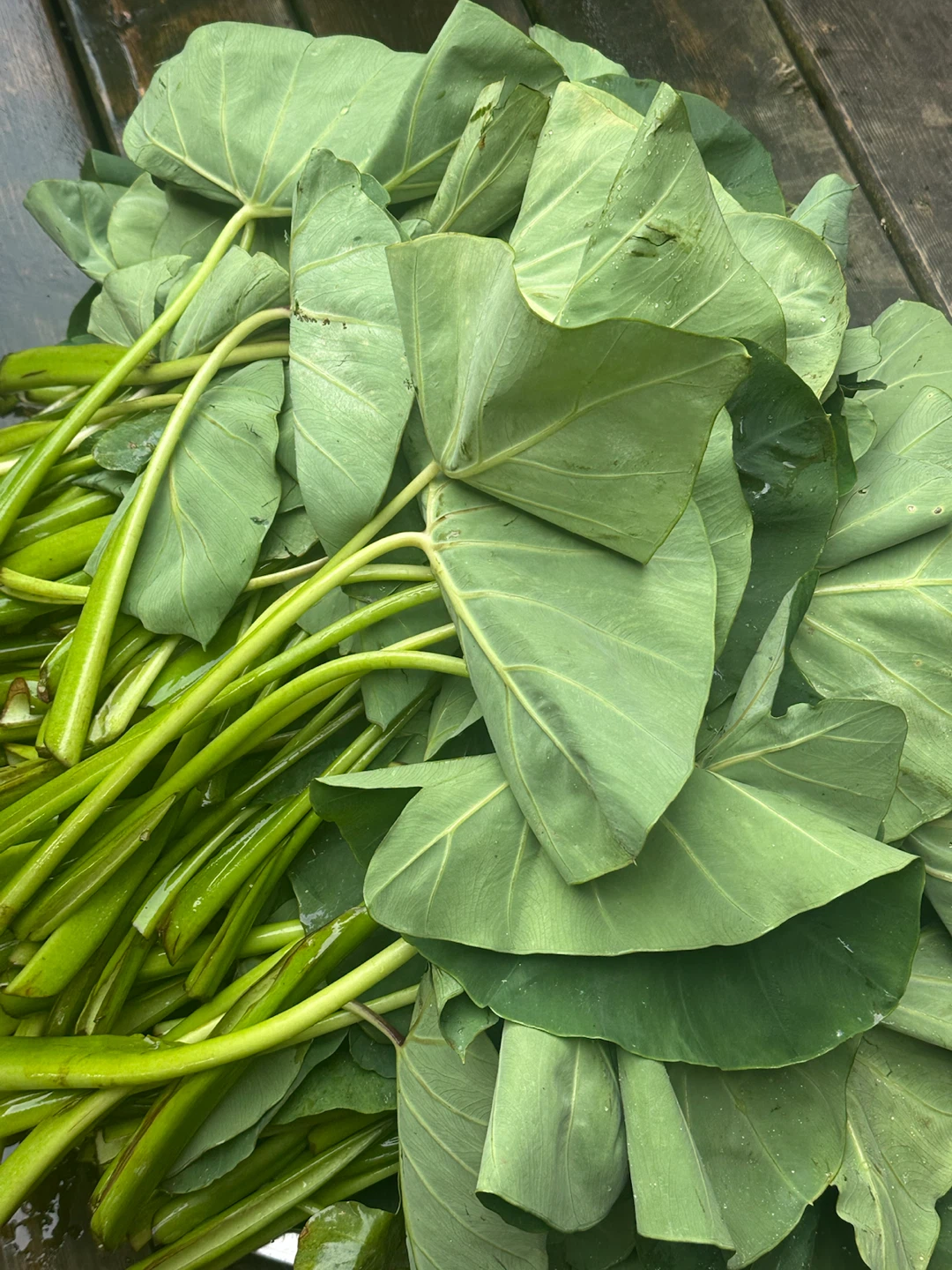 Fresh Taro Leaves and Stems - photo 4