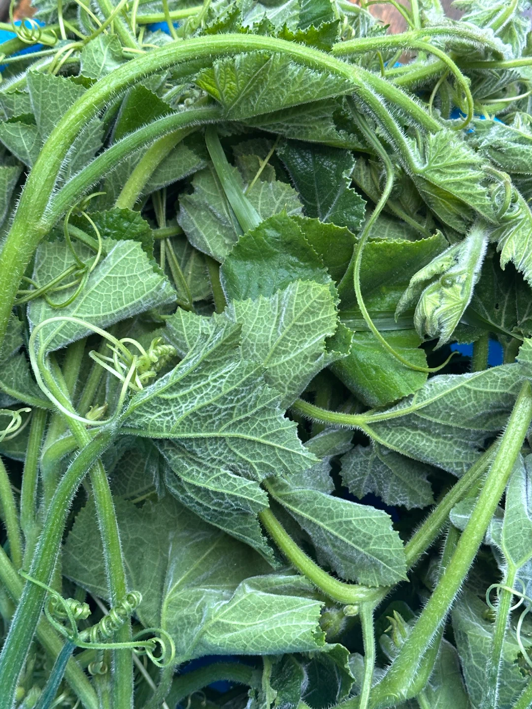 Fresh Pumpkin Shoots and Leaves