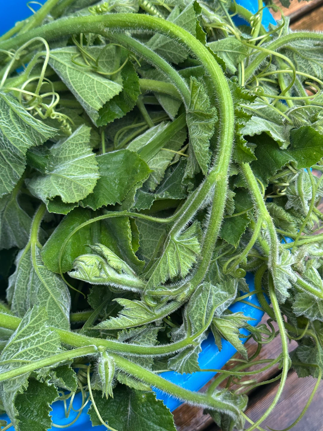 Fresh Pumpkin Shoots and Leaves - photo 2