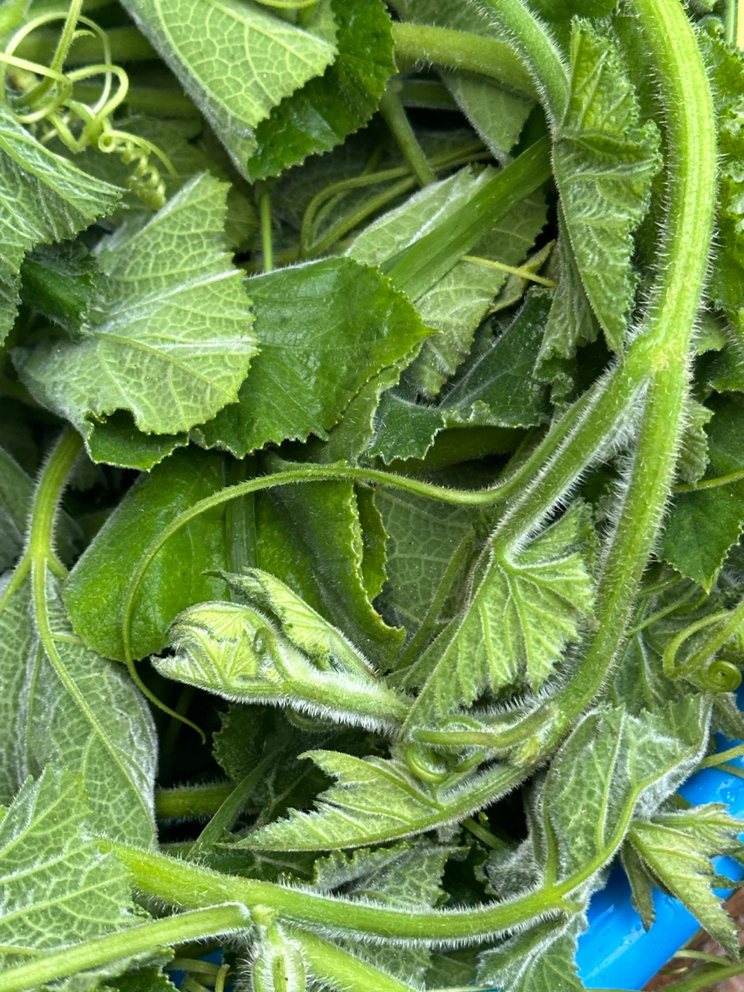 Fresh Pumpkin Shoots and Leaves - photo 3