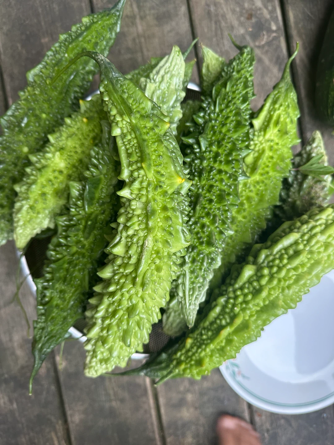 Fresh Bitter Melons