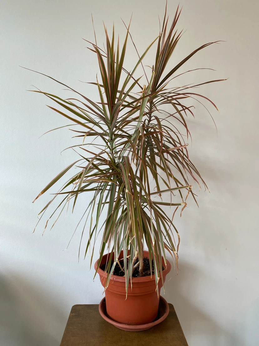 Dracaena marginata plant