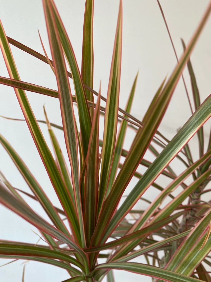 Dracaena marginata plant - photo 2