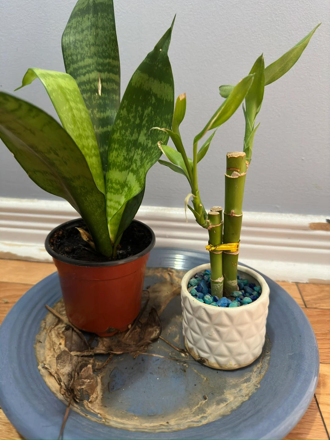 Peace lilly, Snake Plant and Lucky Bamboo