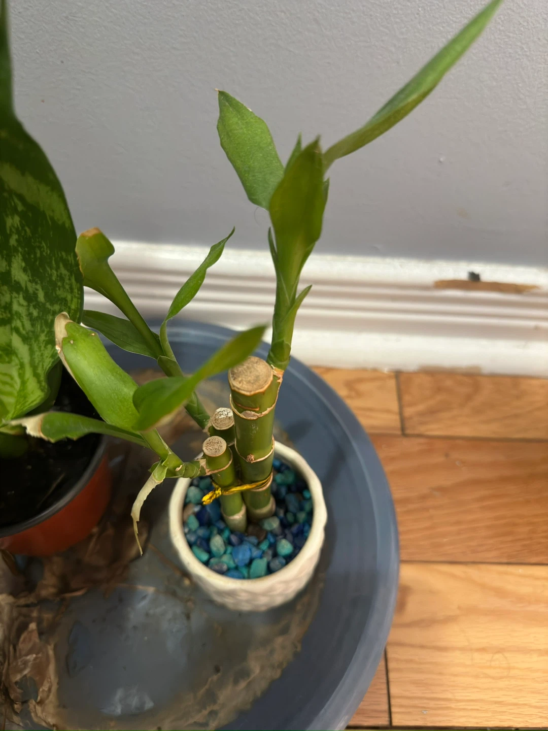 Peace lilly, Snake Plant and Lucky Bamboo - photo 2