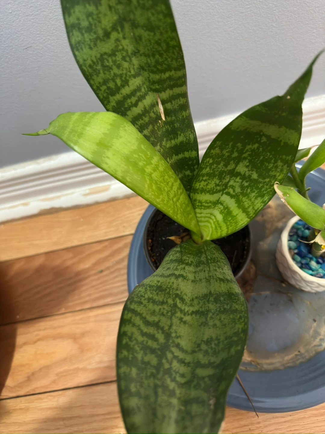 Peace lilly, Snake Plant and Lucky Bamboo - photo 3