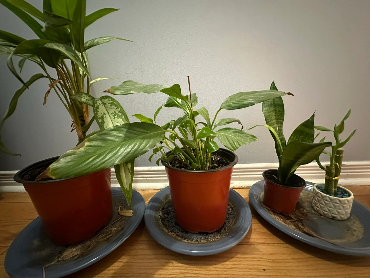 Peace lilly, Snake Plant and Lucky Bamboo - photo 4