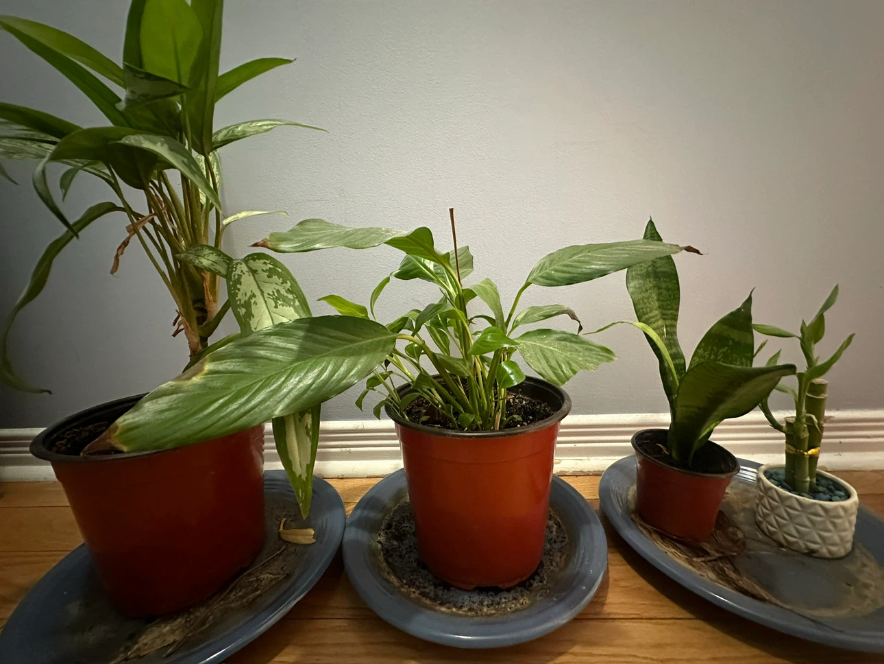 Peace lilly, Snake Plant and Lucky Bamboo - photo 5