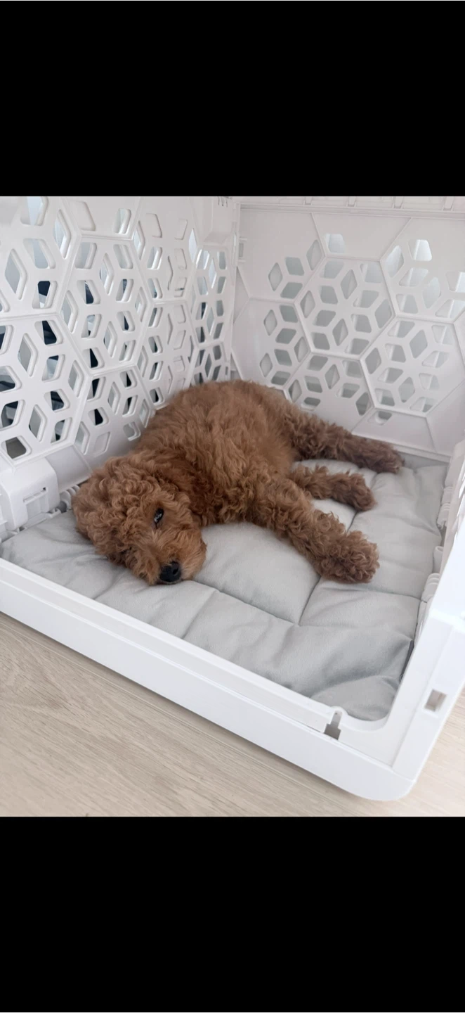 Kindtail PAWD Collapsing Crate - photo 2