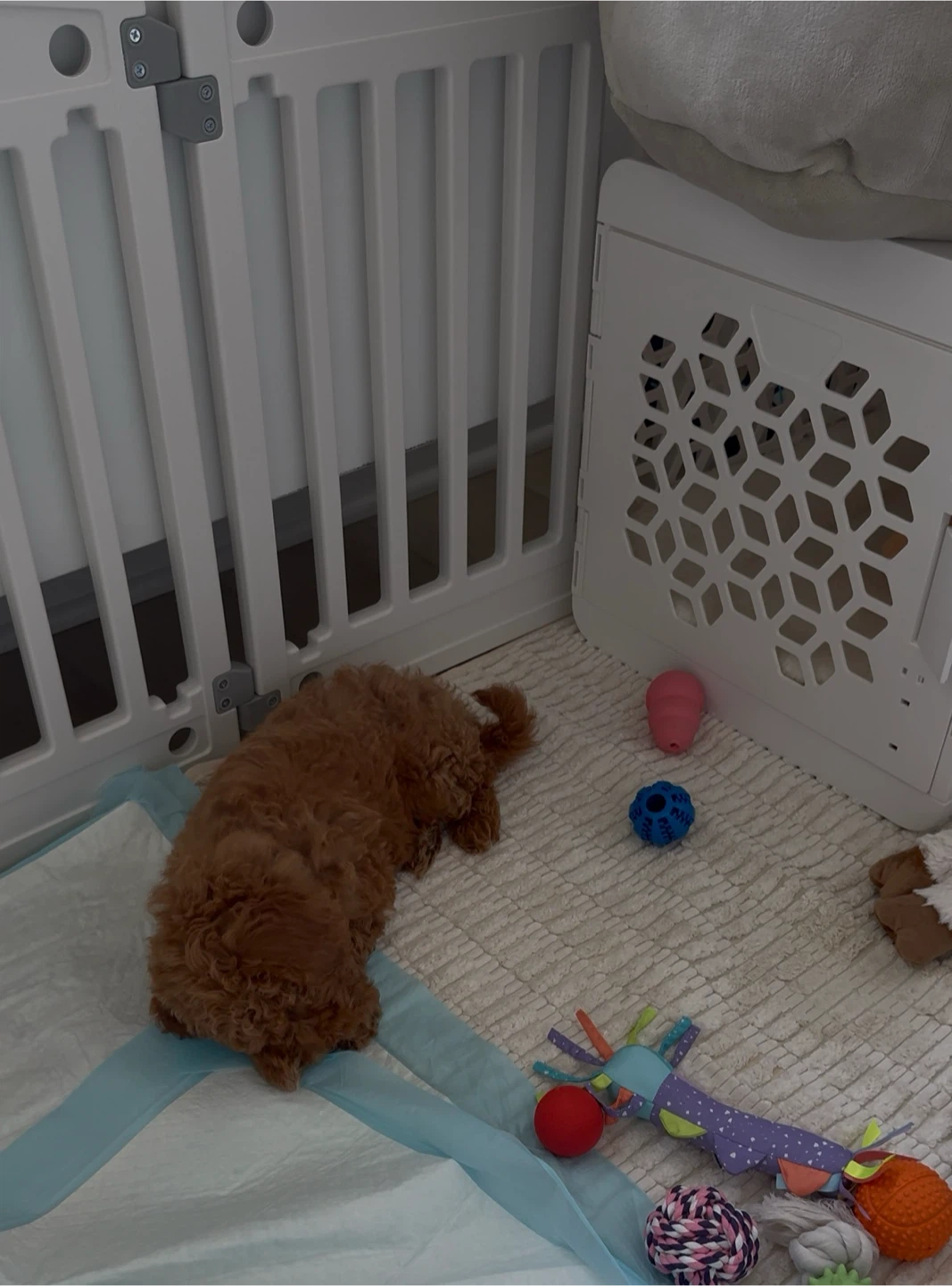 Washable Pee Pads - photo 3