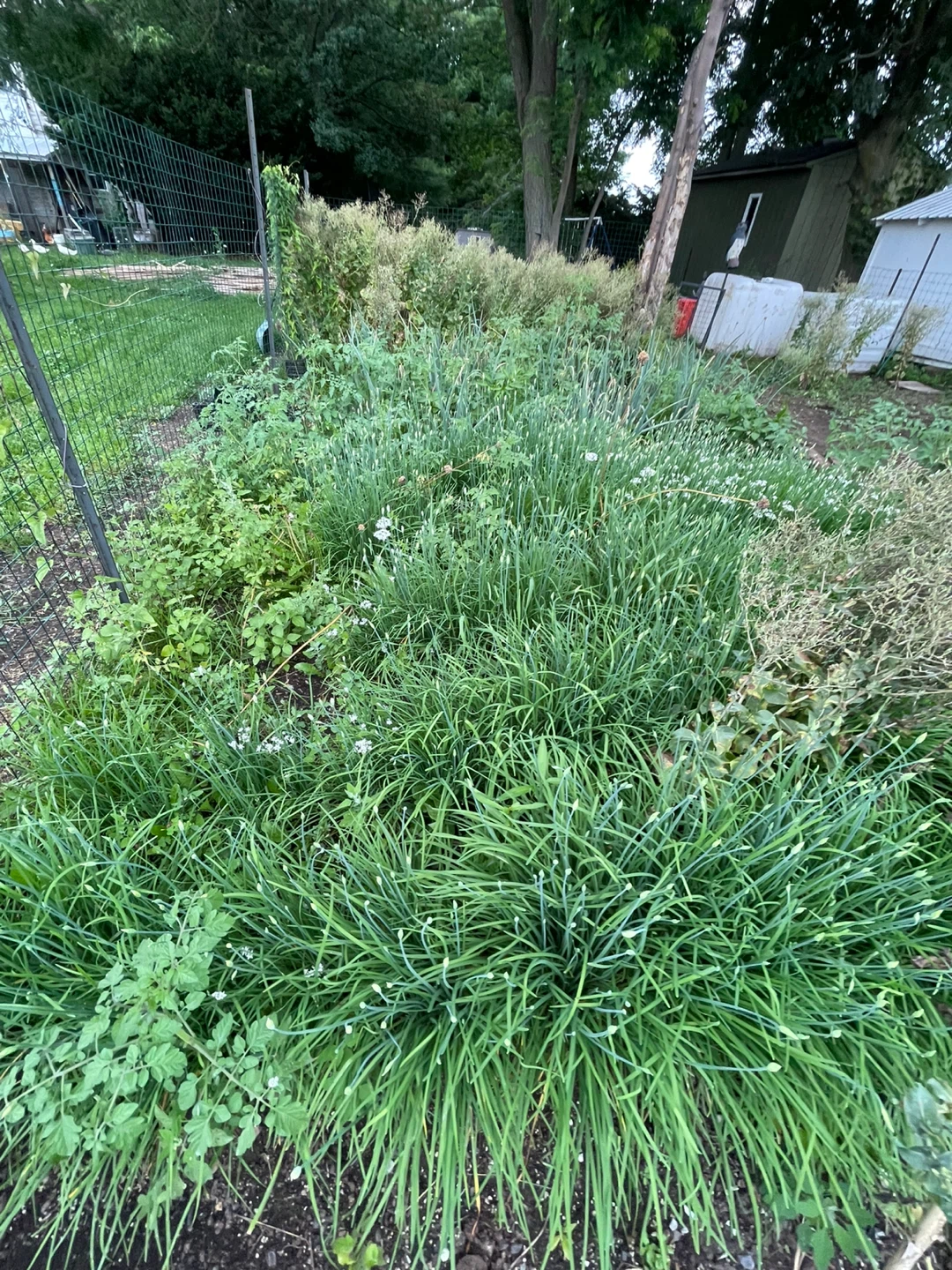 Chinese Chives / Garlic Chives - photo 2