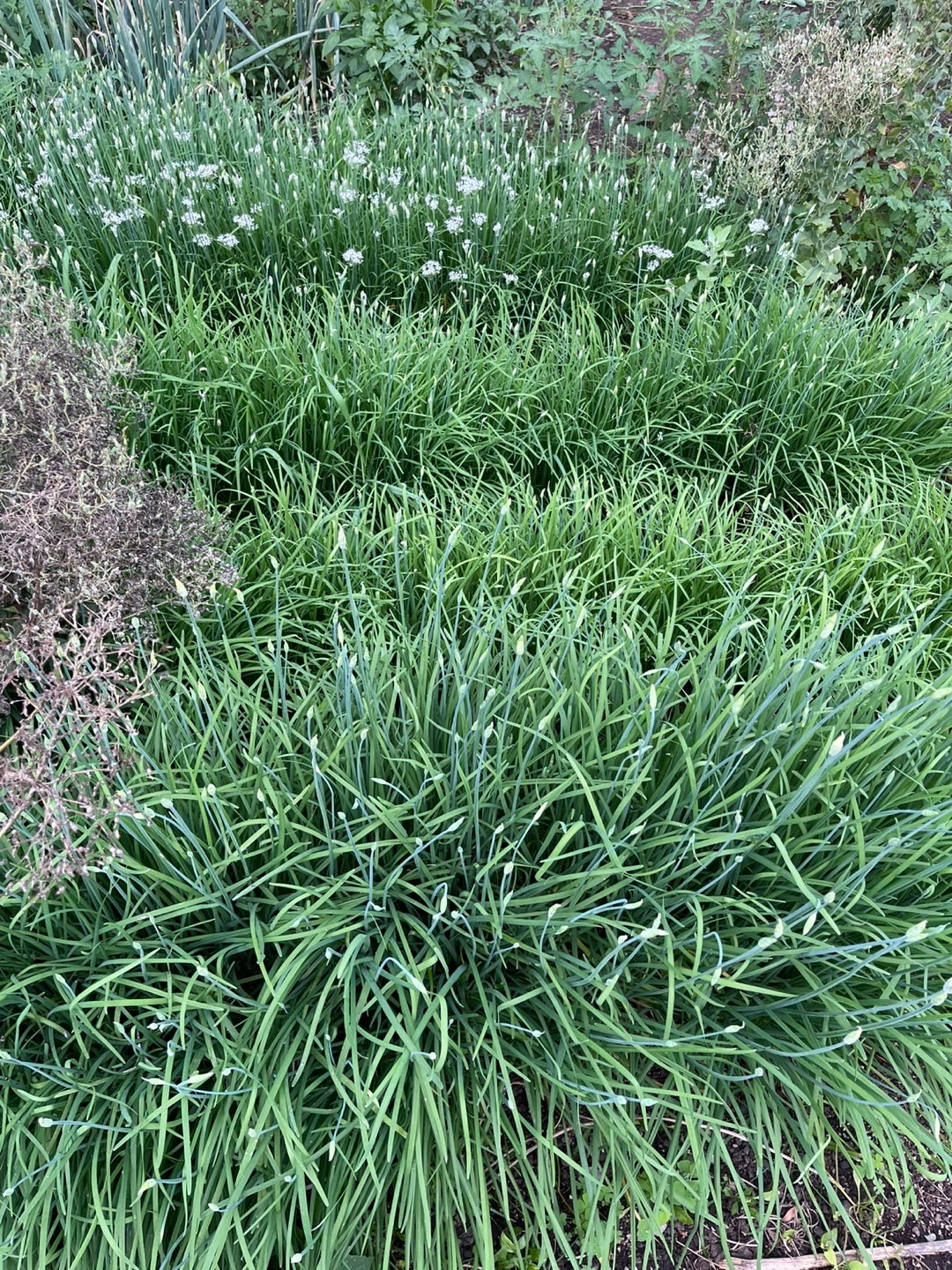 Chinese Chives / Garlic Chives - photo 3