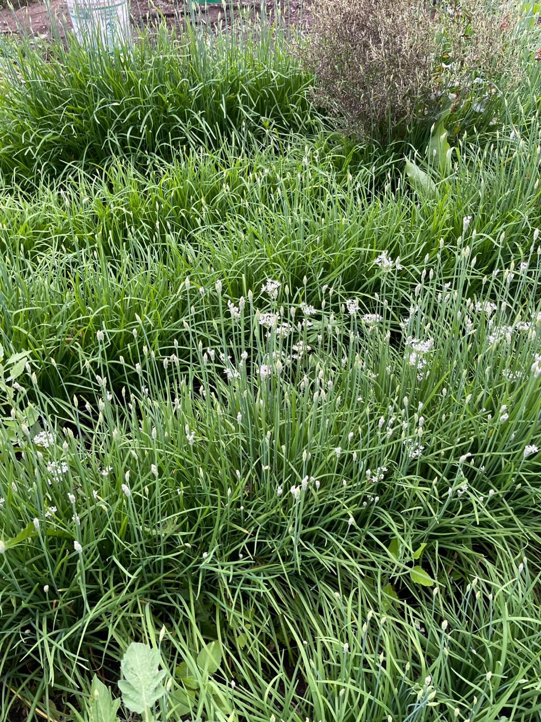 Chinese Chives / Garlic Chives - photo 4