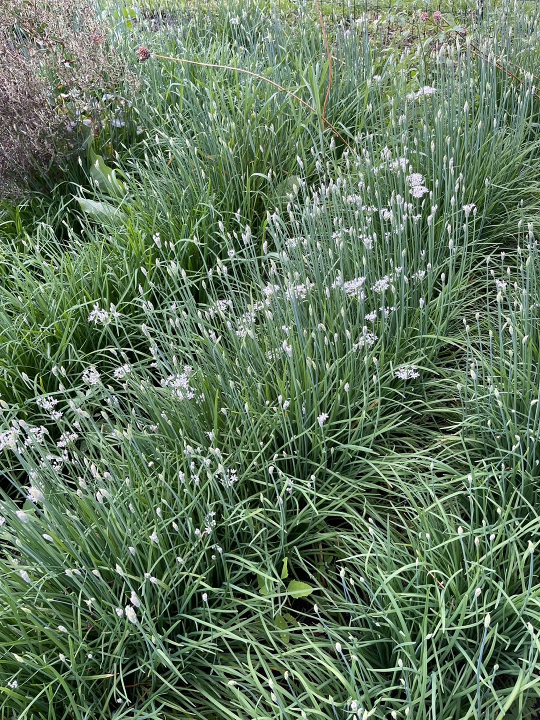 Chinese Chives / Garlic Chives - photo 5