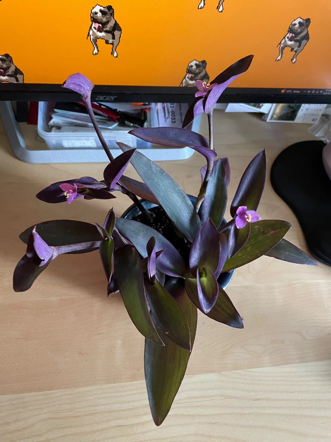 Purple Heart Plant in Decorative Blue Pot