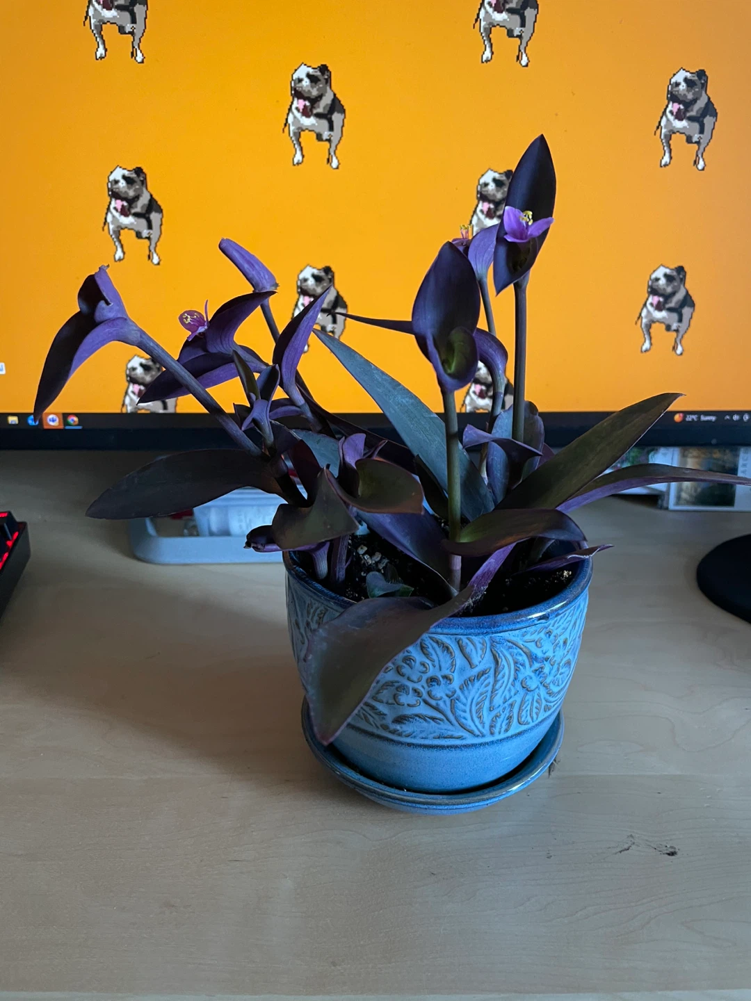 Purple Heart Plant in Decorative Blue Pot - photo 2
