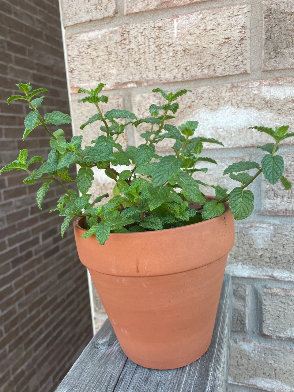 Mint Plant in Terracotta Pot