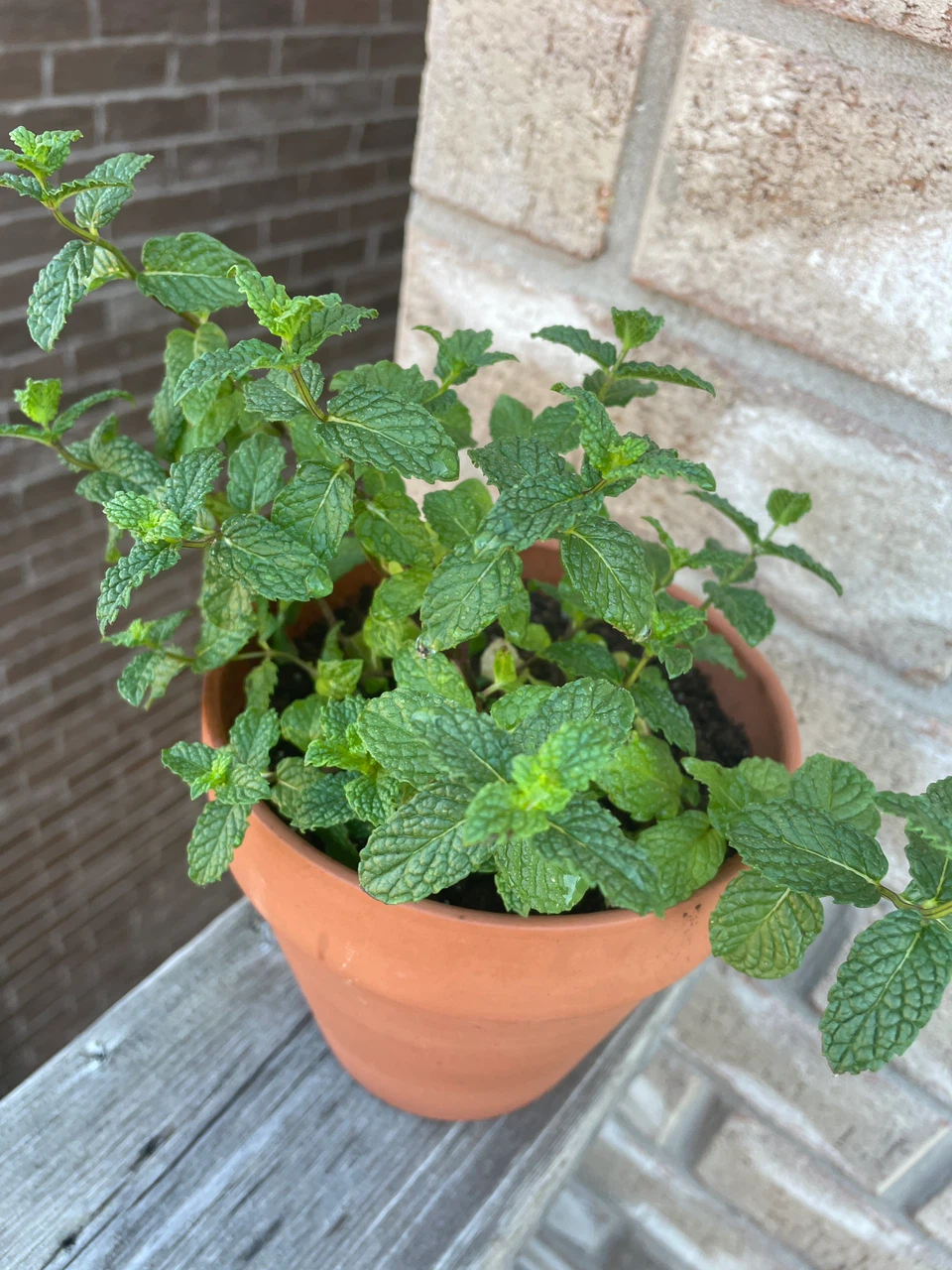 Mint Plant in Terracotta Pot - photo 2