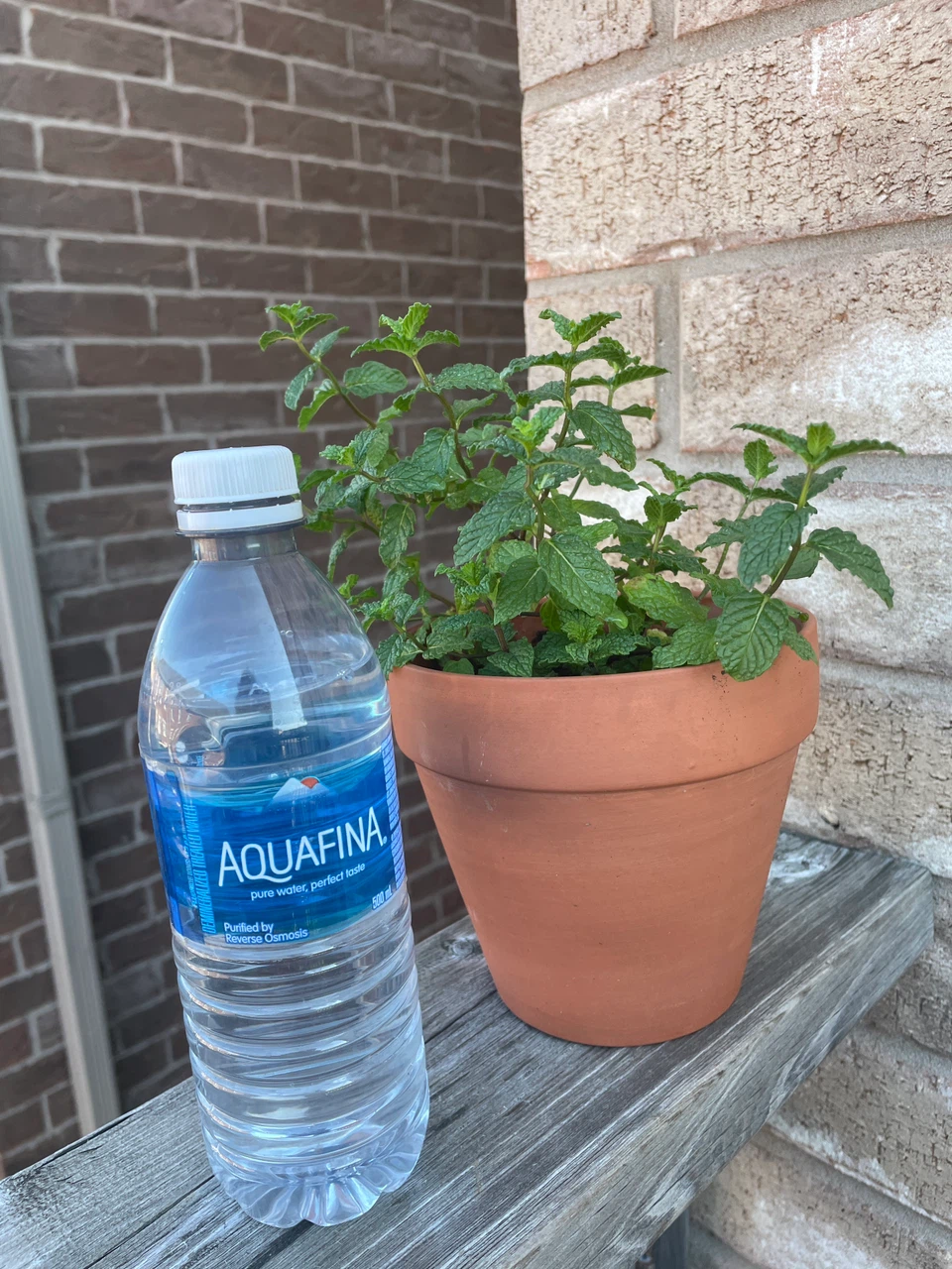 Mint Plant in Terracotta Pot - photo 3