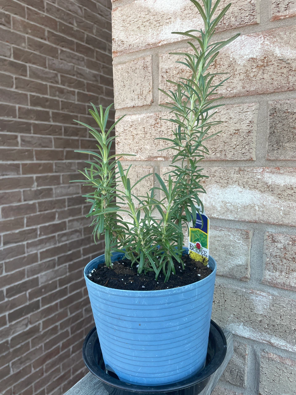 Rosemary Plant in a pot