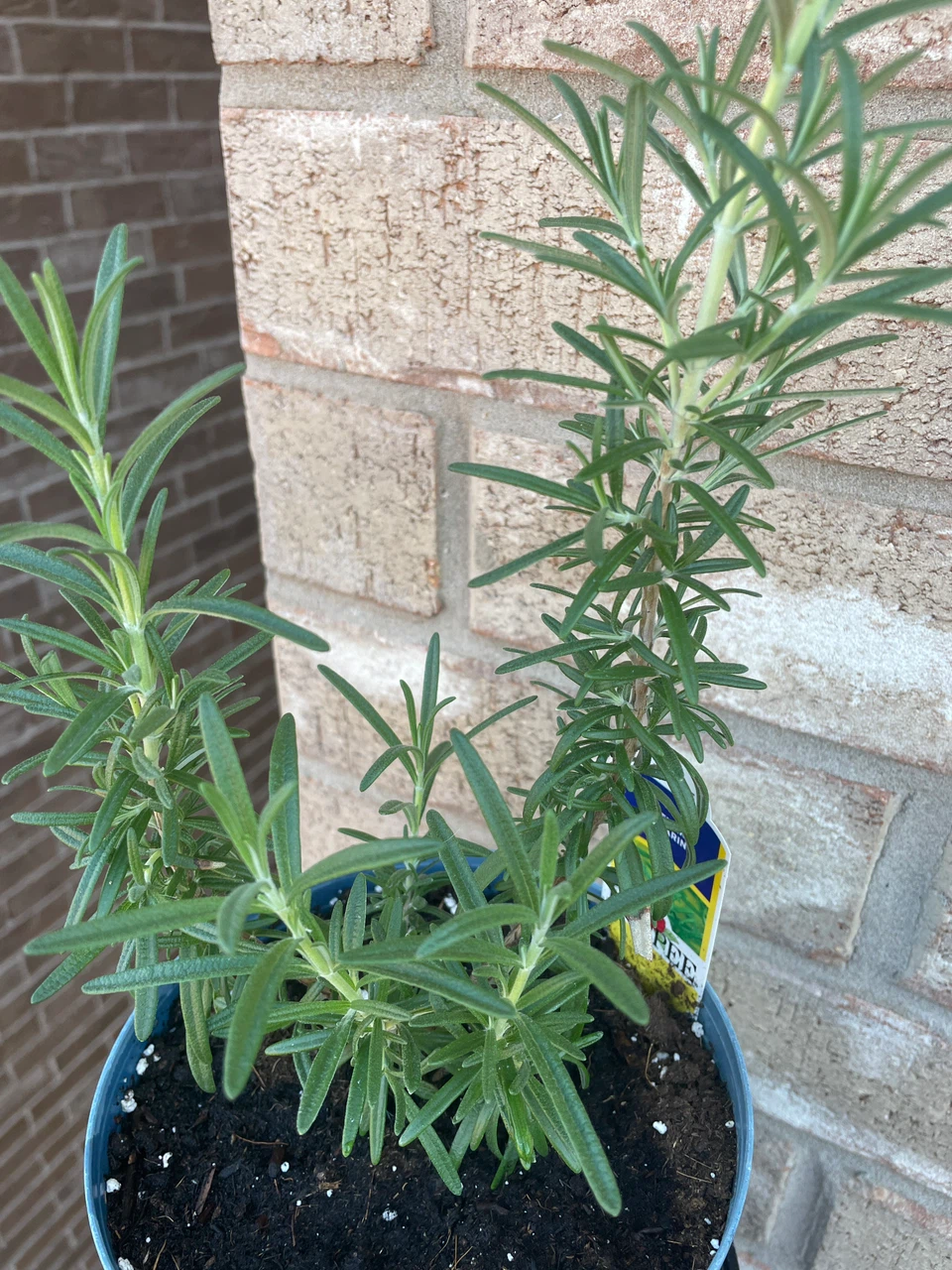 Rosemary Plant in a pot - photo 2