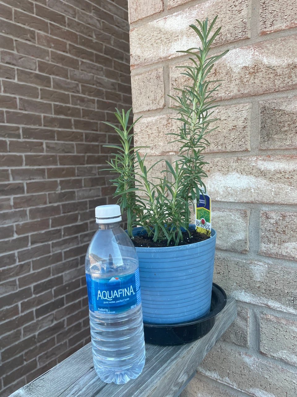 Rosemary Plant in a pot - photo 3