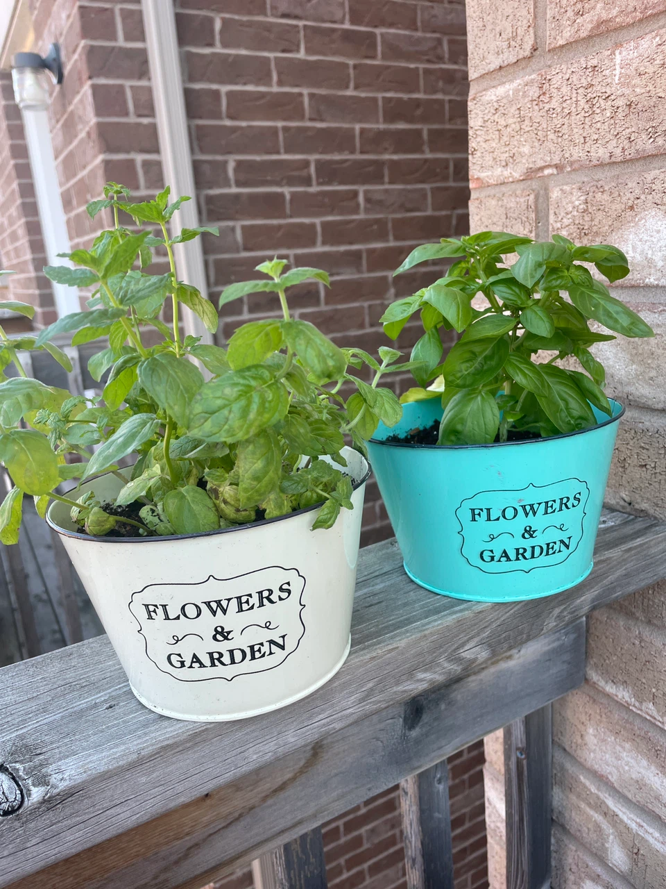 Set of 2 "Flowers & Garden" Planters with Herbs