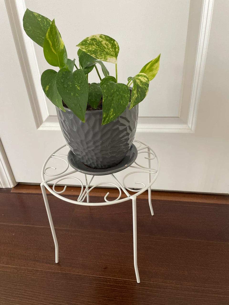 Pothos Plant with Grey Pot and White Plant Stand