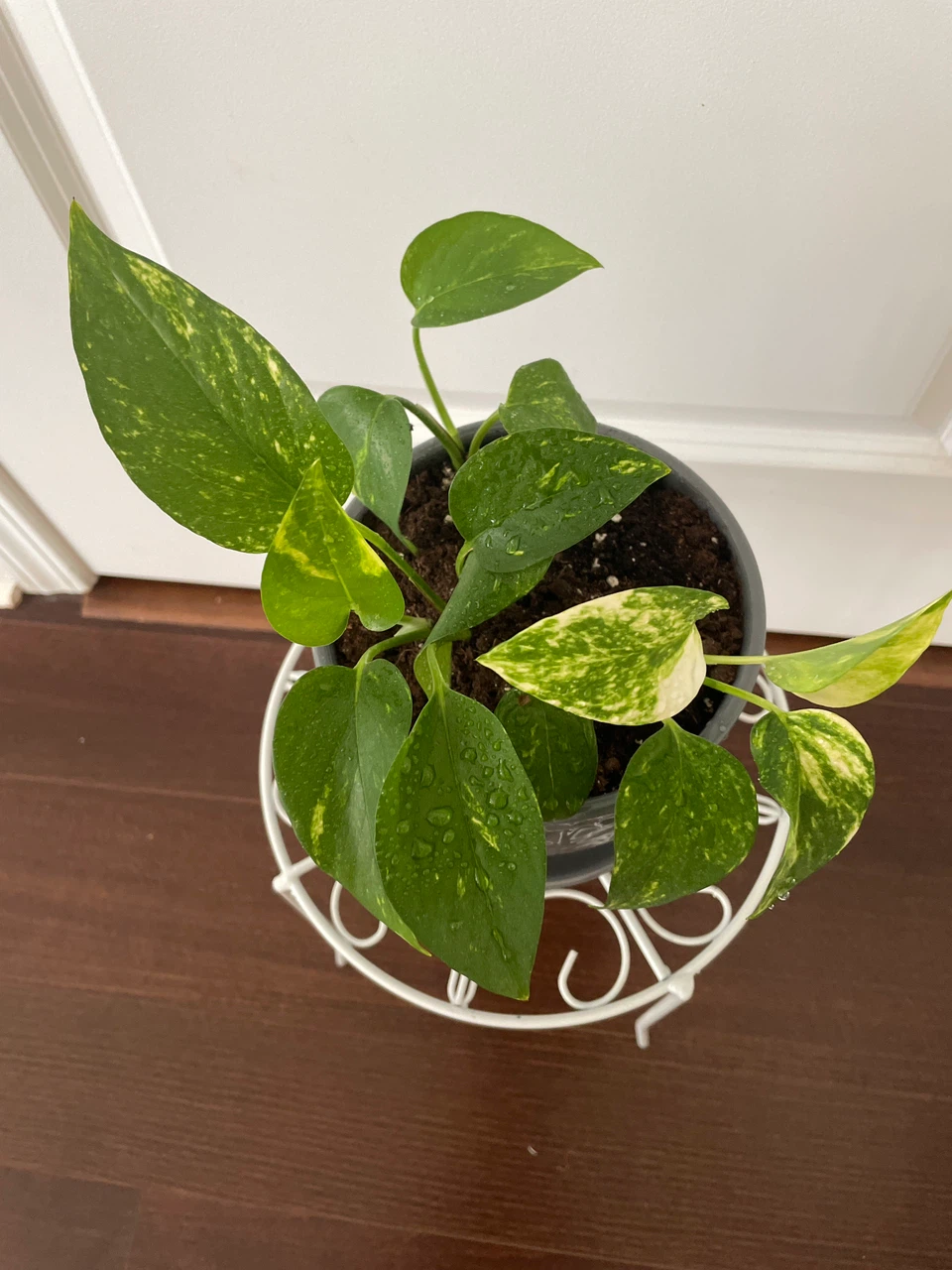 Pothos Plant with Grey Pot and White Plant Stand - photo 2