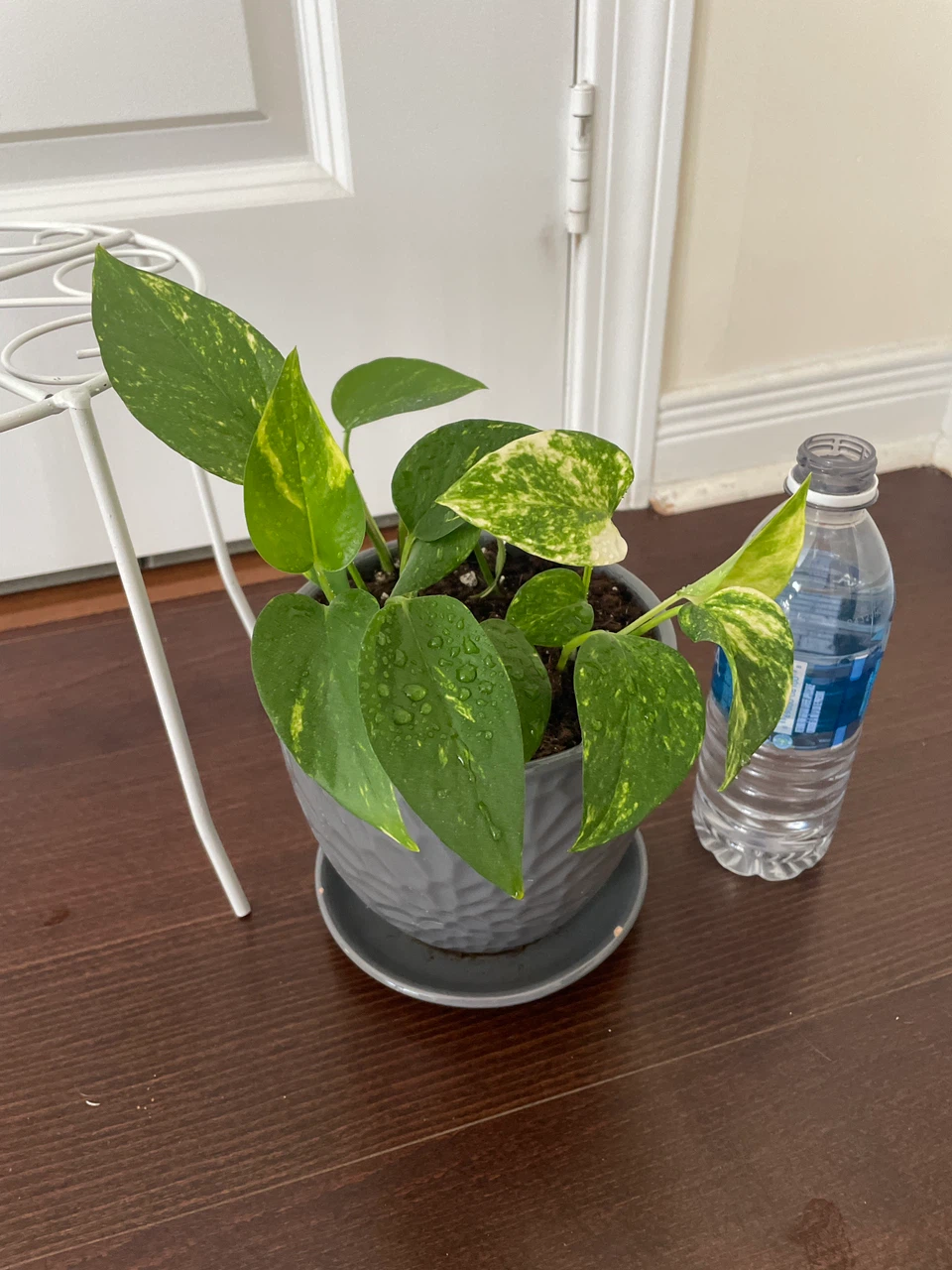 Pothos Plant with Grey Pot and White Plant Stand - photo 3