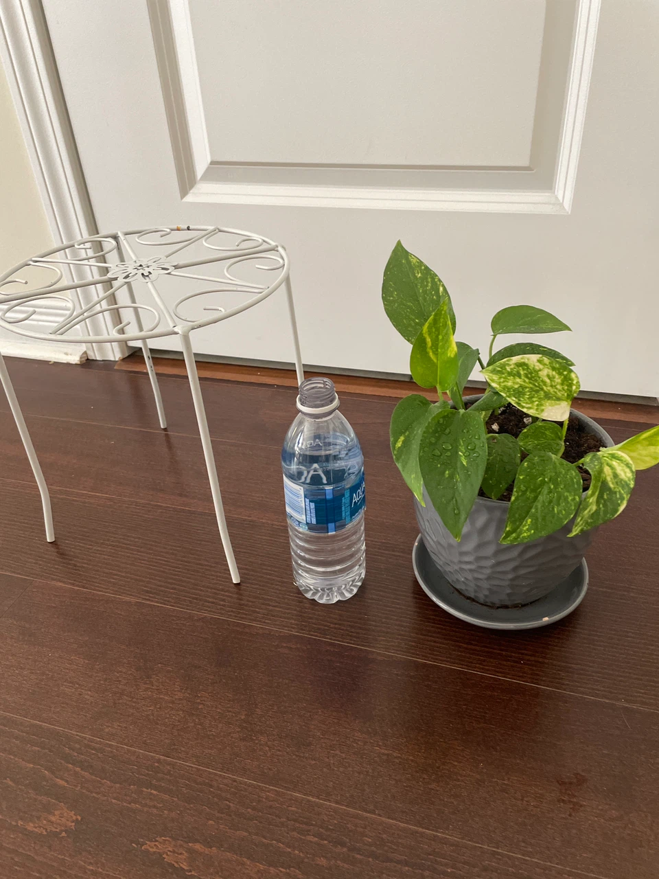 Pothos Plant with Grey Pot and White Plant Stand - photo 4