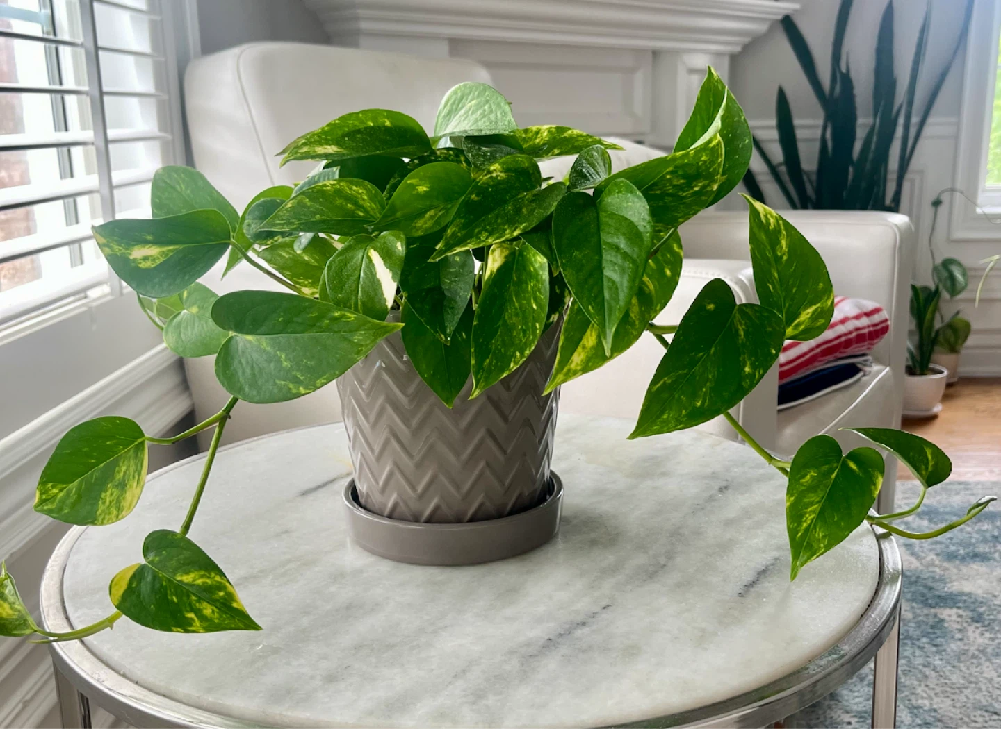 Pothos variegated Plant in Grey Pot