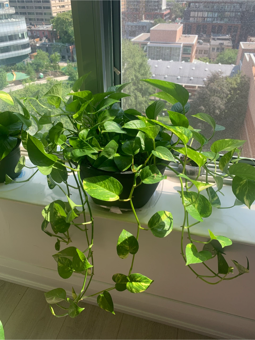 Golden Pothos Plant
