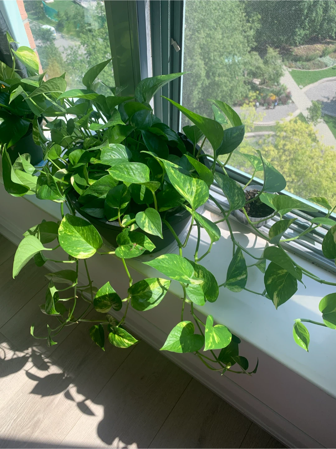 Golden Pothos Plant - photo 4