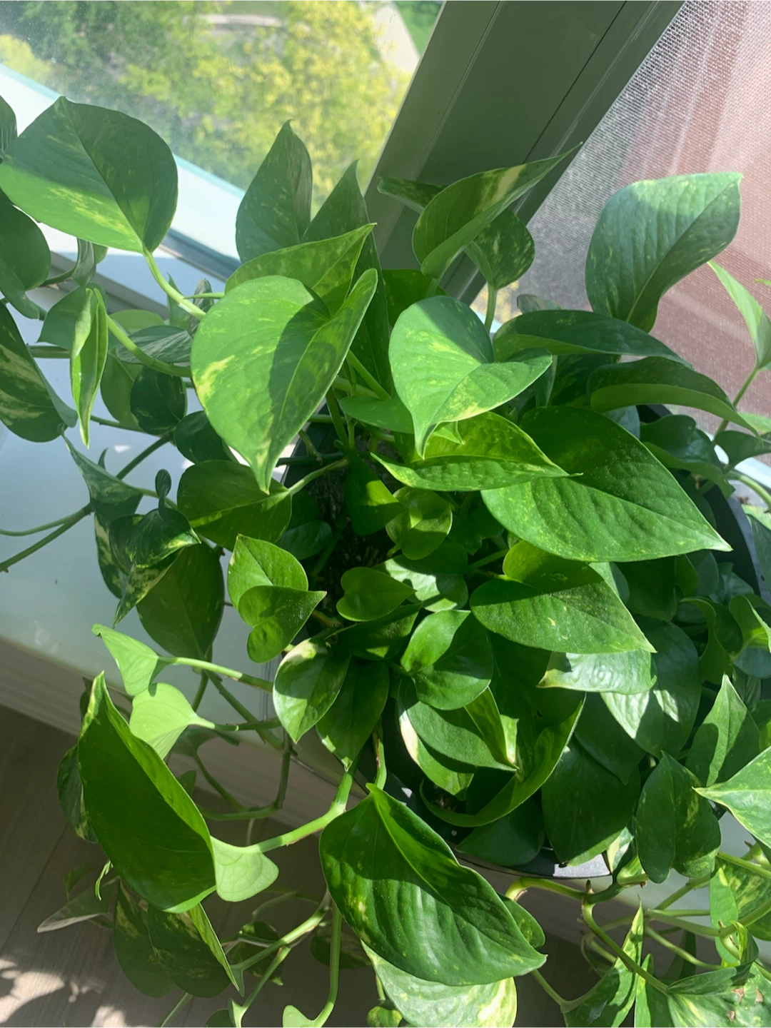 Golden Pothos Plant - photo 5
