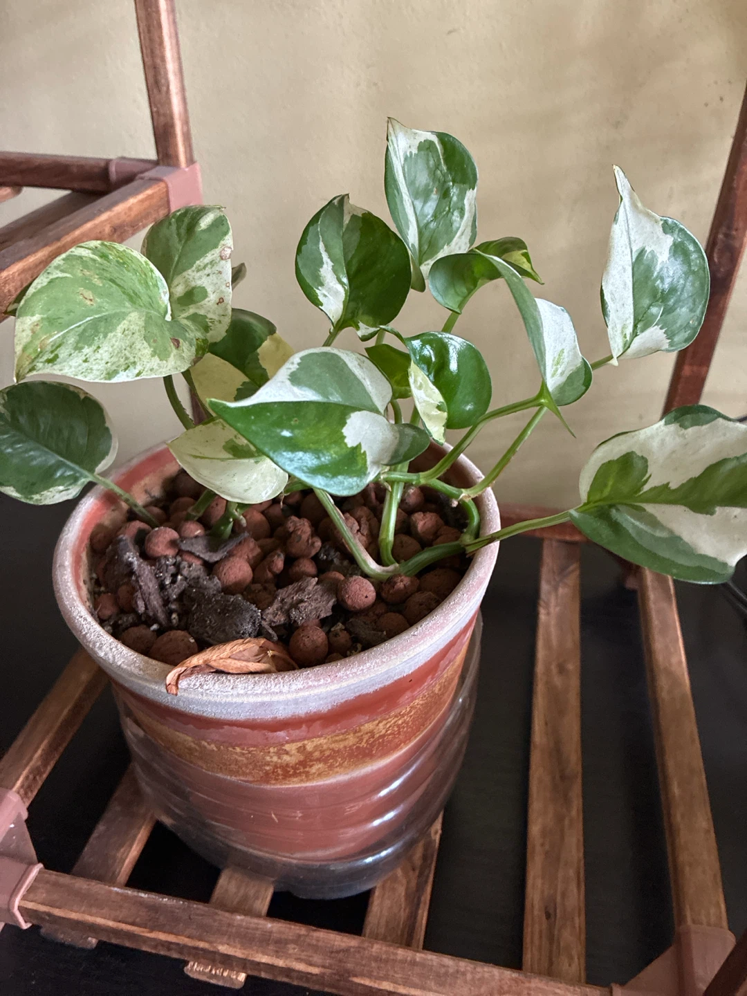 Pothos Plant - Marble Queen