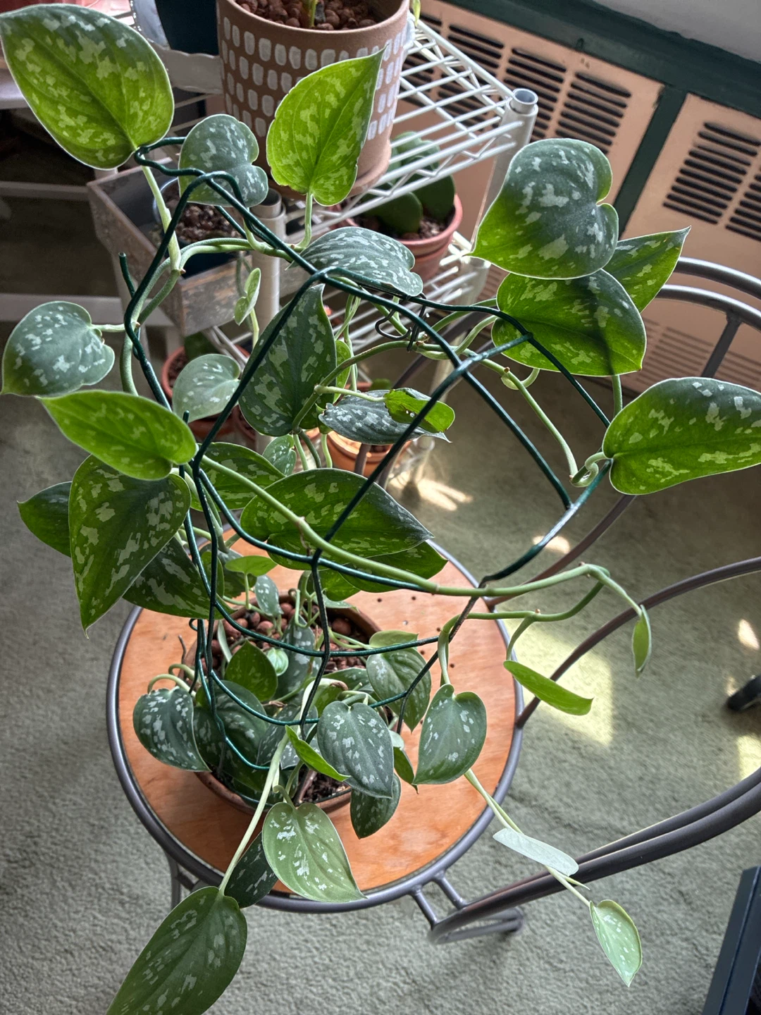 Pothos Plant