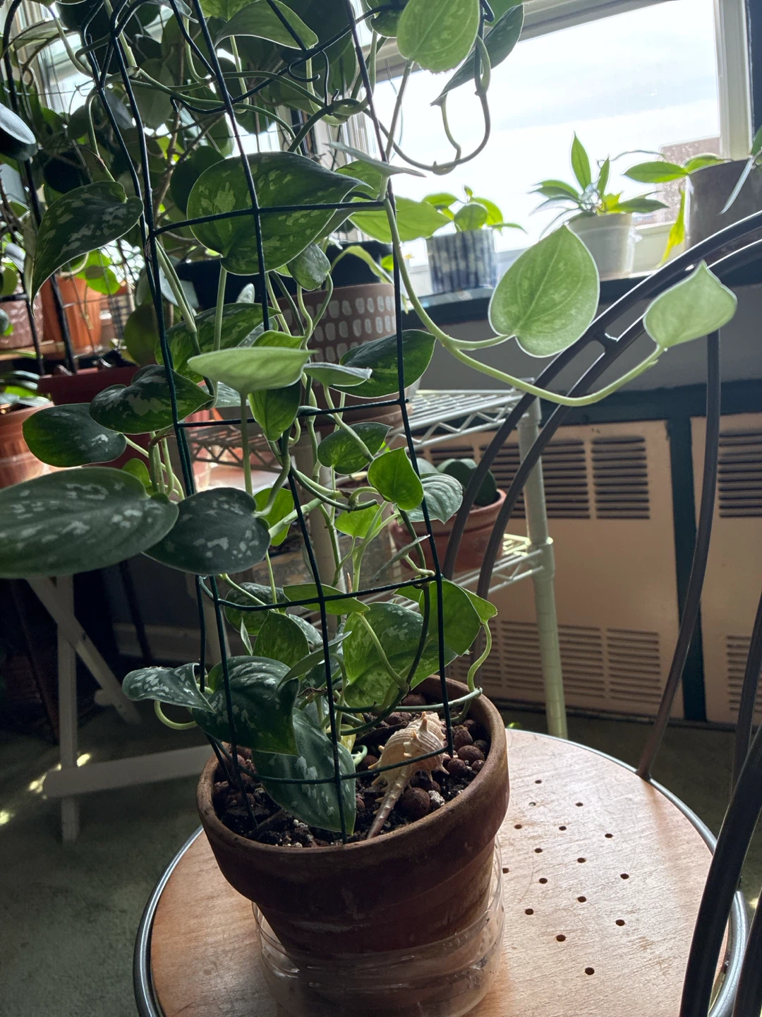 Pothos Plant - photo 2
