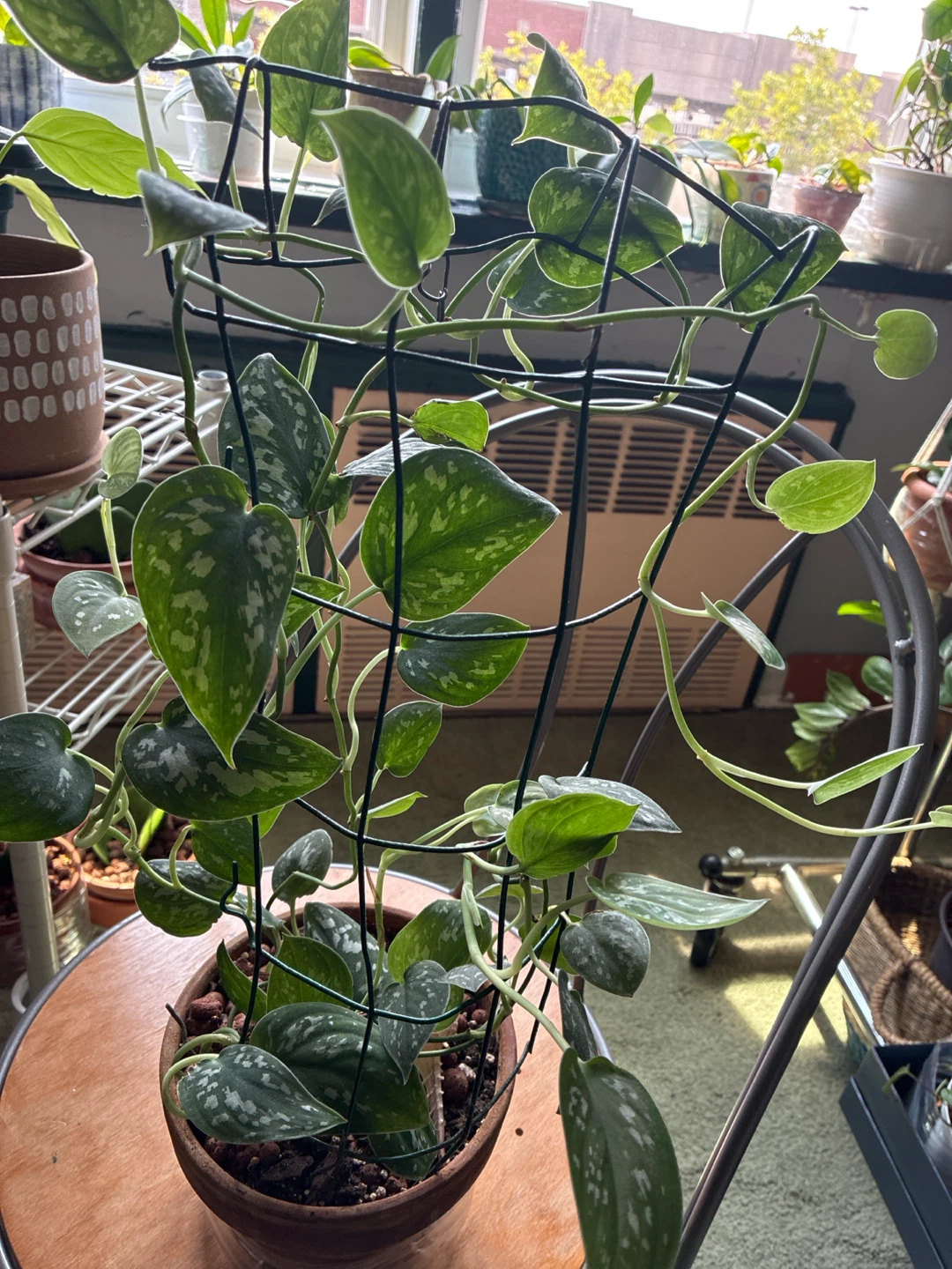 Pothos Plant - photo 3