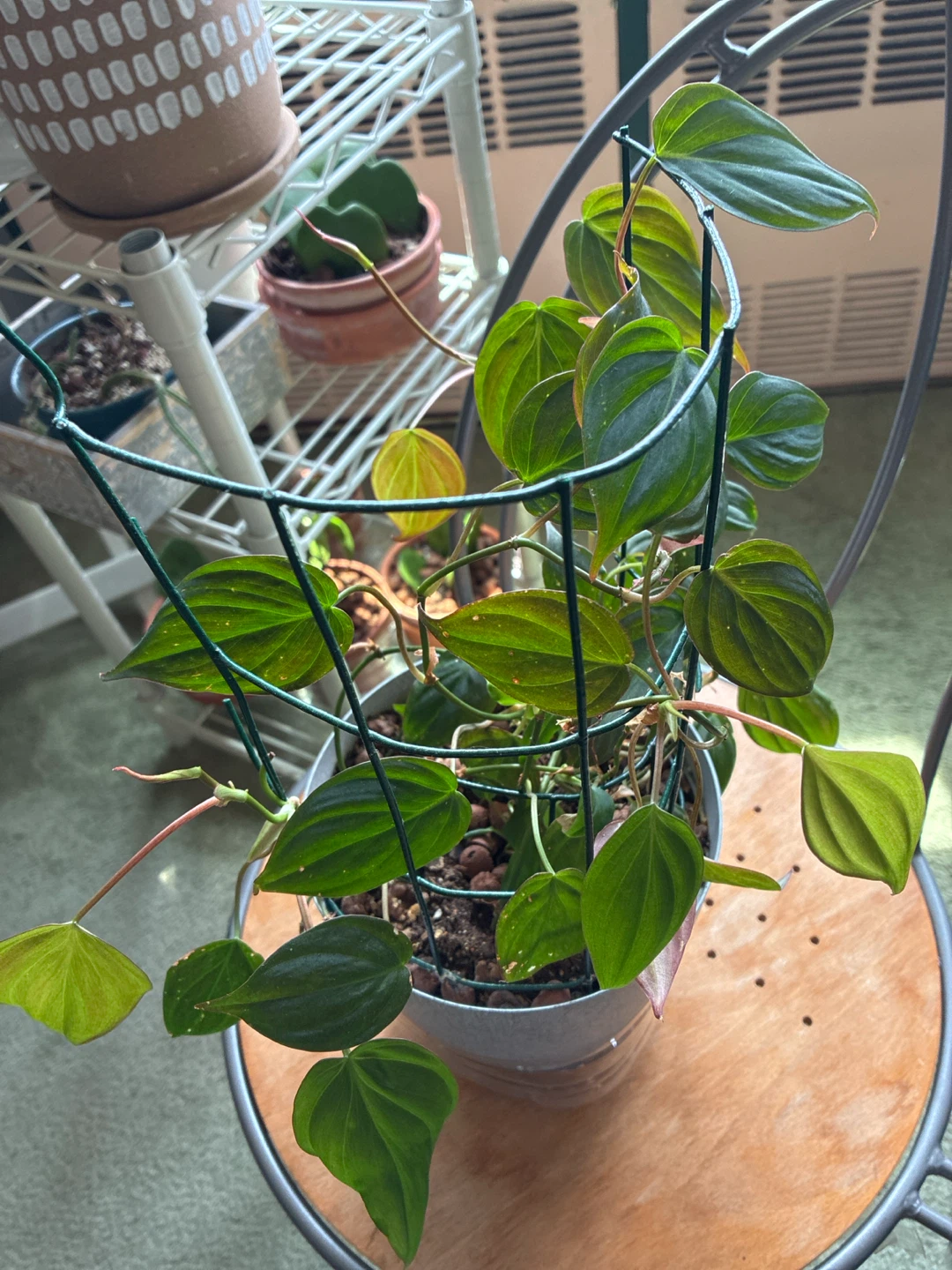 Philodendron Heartleaf Plant - photo 2