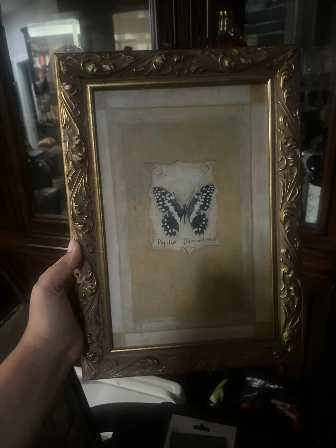 Hely Butterflies Framed Art by Shelley Hely
