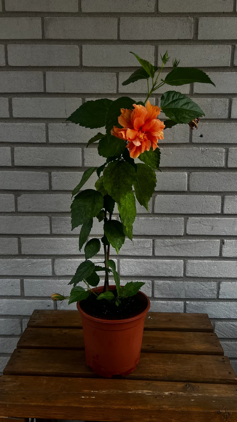 Peach Hibiscus Flower Plant
