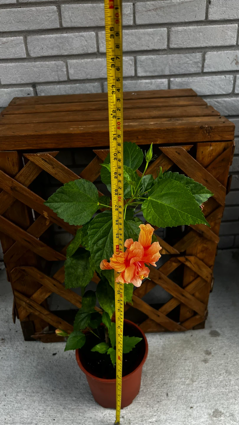 Peach Hibiscus Flower Plant - photo 3